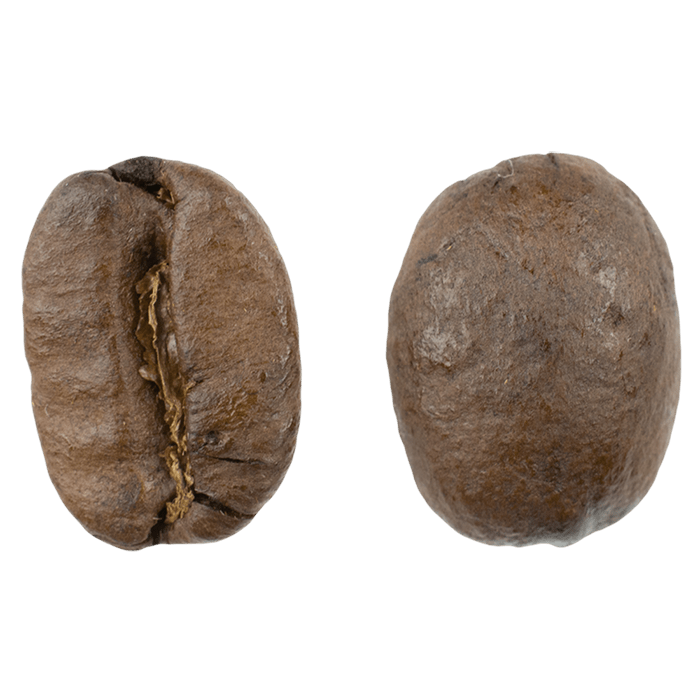 Magnified view of a roasted coffee bean shown from the front and back