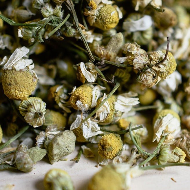 Dried chamomile flowers in close-up