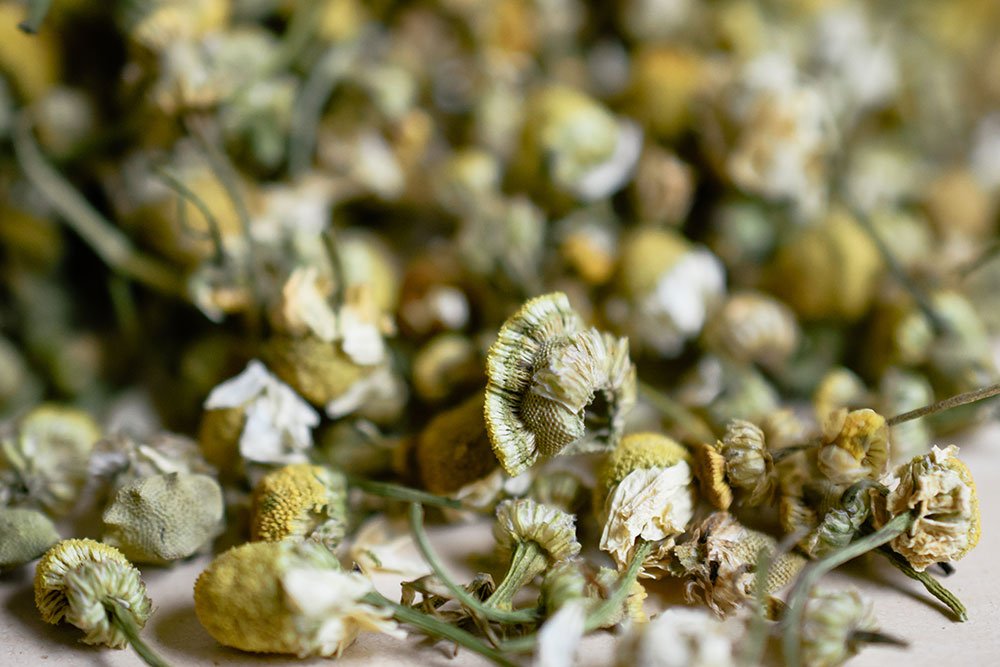 Dried chamomile flowers and petals scattered in close-up