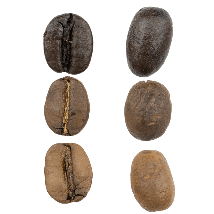 Six roasted coffee beans of varying roast levels shown magnified from the front and back
