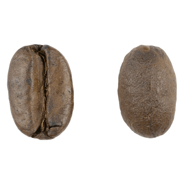 Magnified view of a medium roasted coffee bean shown from the front and back
