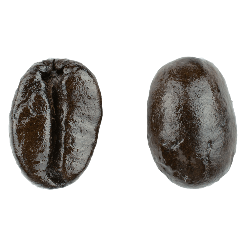 Magnified view of a dark oily French roast coffee bean shown from the front and back