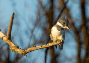Belted Kingfisher Copy