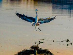 Heron Landing Copy