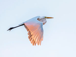 Sunset Egret