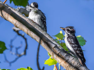 Two Woodpeckers